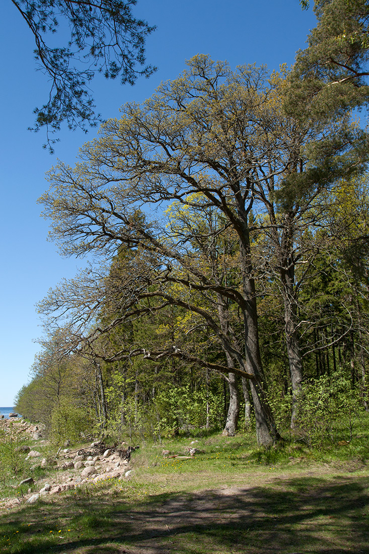 Image of Quercus robur specimen.