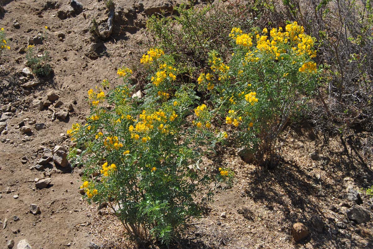 Image of Senna cumingii var. coquimbensis specimen.