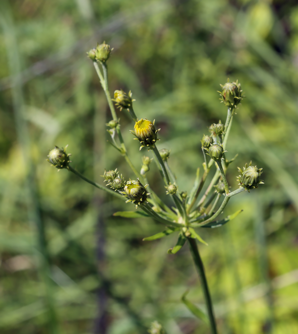 Image of Hieracium umbellatum specimen.