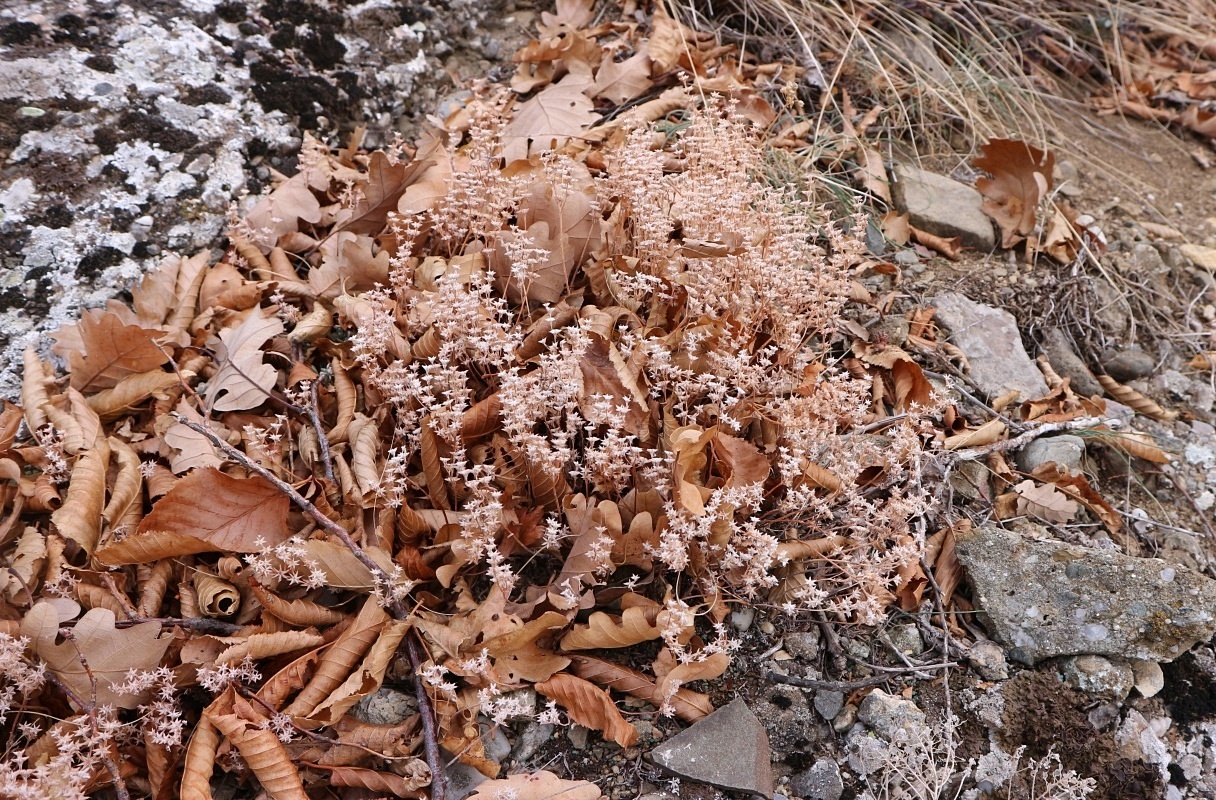 Image of Sedum hispanicum specimen.