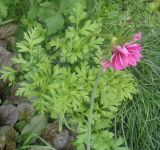 Anemone coronaria