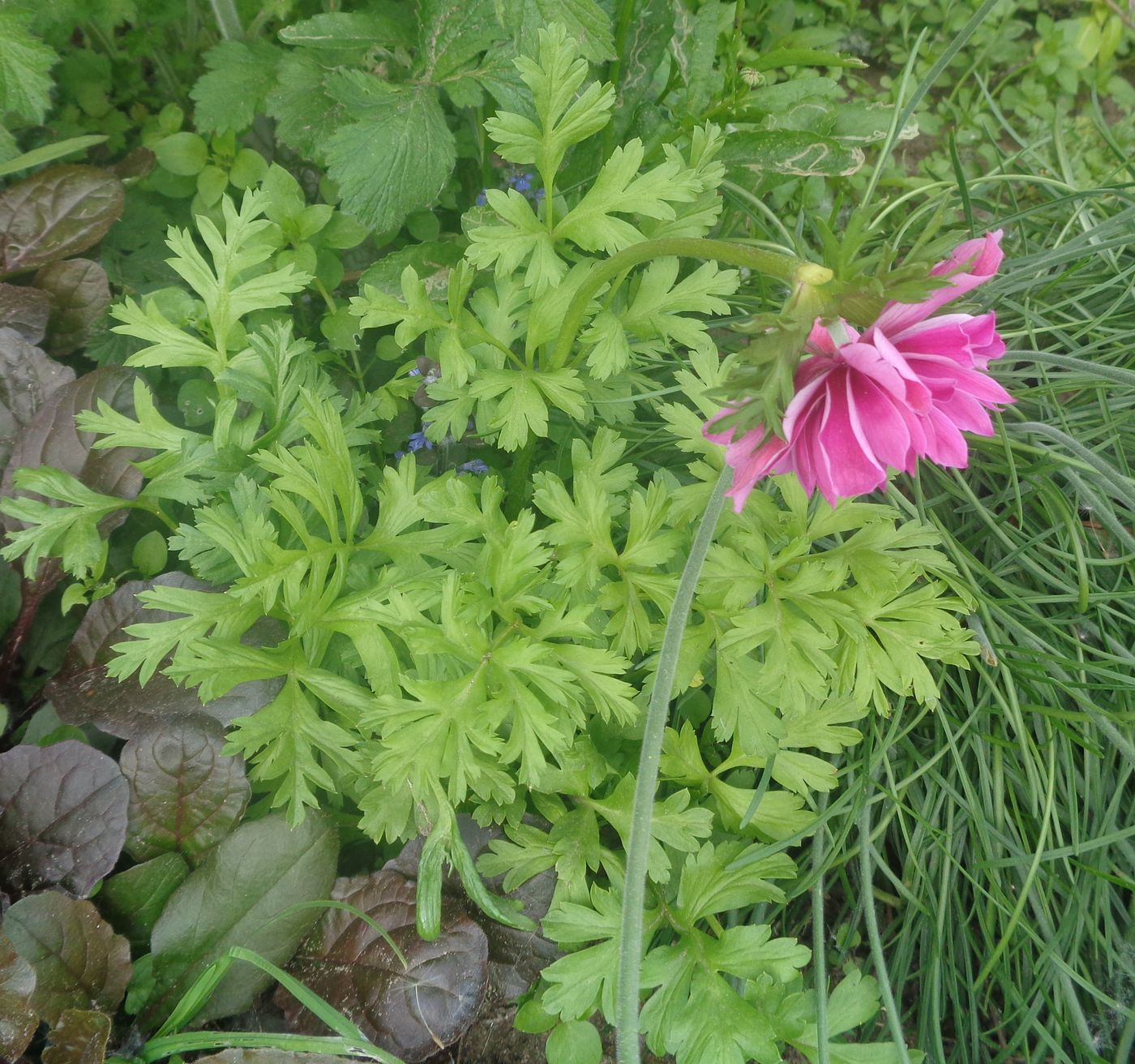 Image of Anemone coronaria specimen.