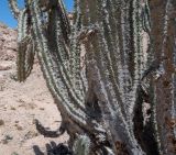 Euphorbia virosa. Части побегов. Намибия, регион Erongo, ок. 60 км к востоку от г. Свакопмунд, пустыня Намиб, национальный парк \"Dorob\", ок. 320 м н. у. м. 03.03.2020.