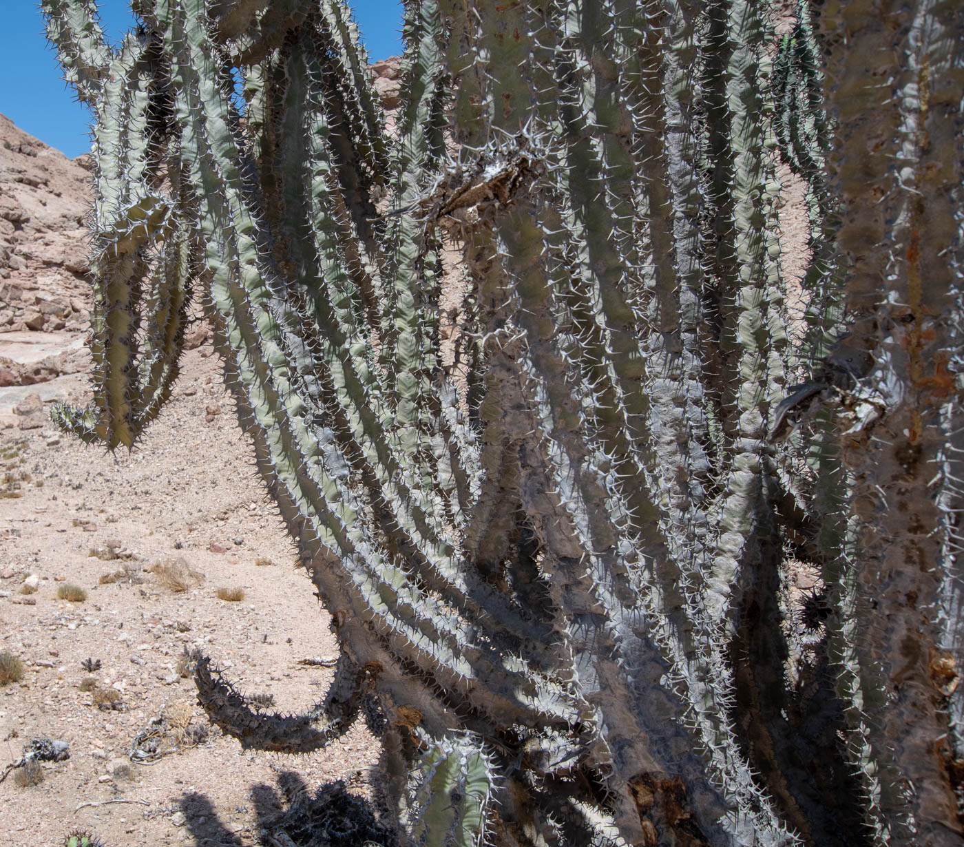 Изображение особи Euphorbia virosa.