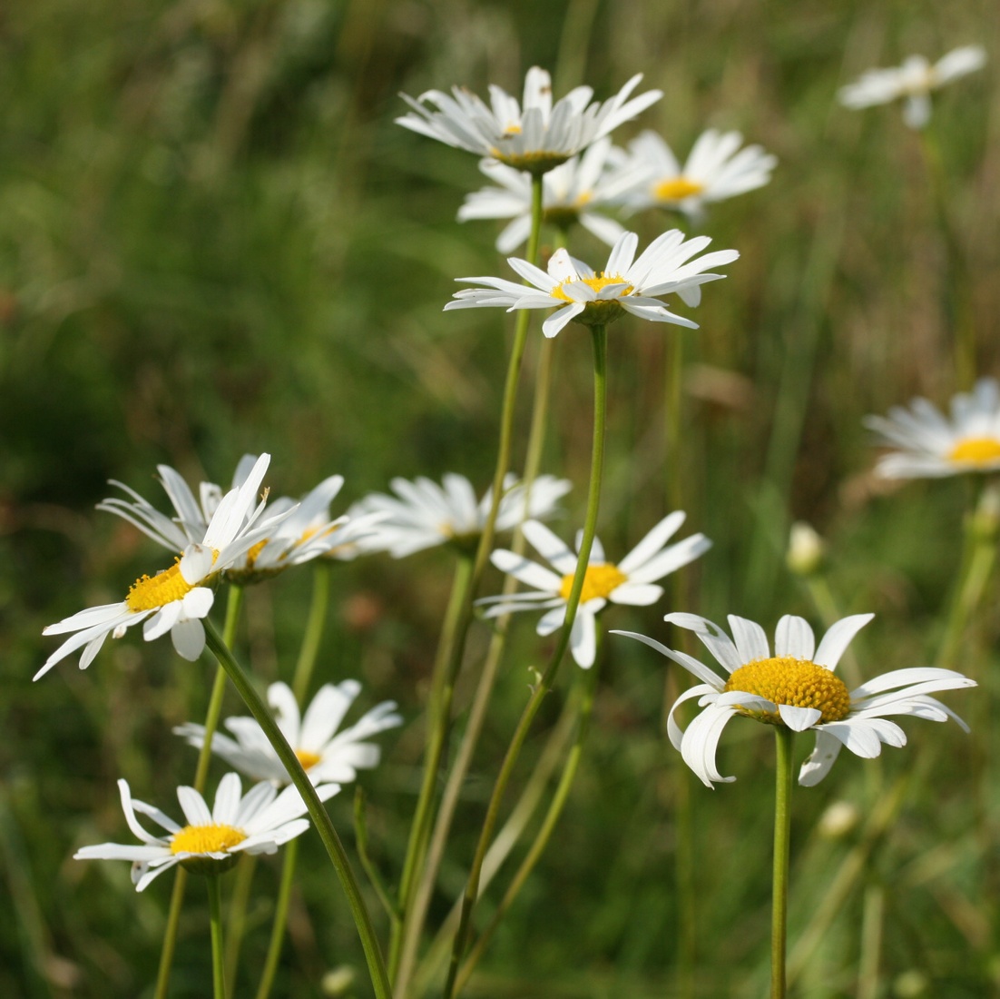 Image of Leucanthemum ircutianum specimen.