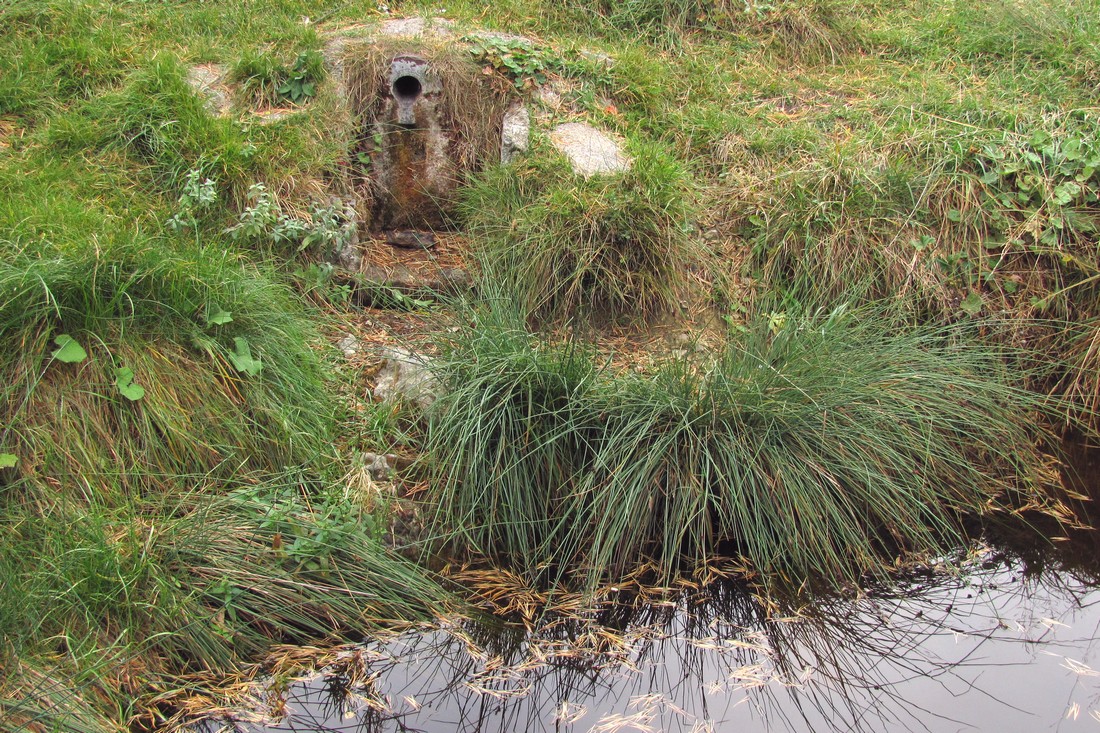 Изображение особи Juncus effusus.