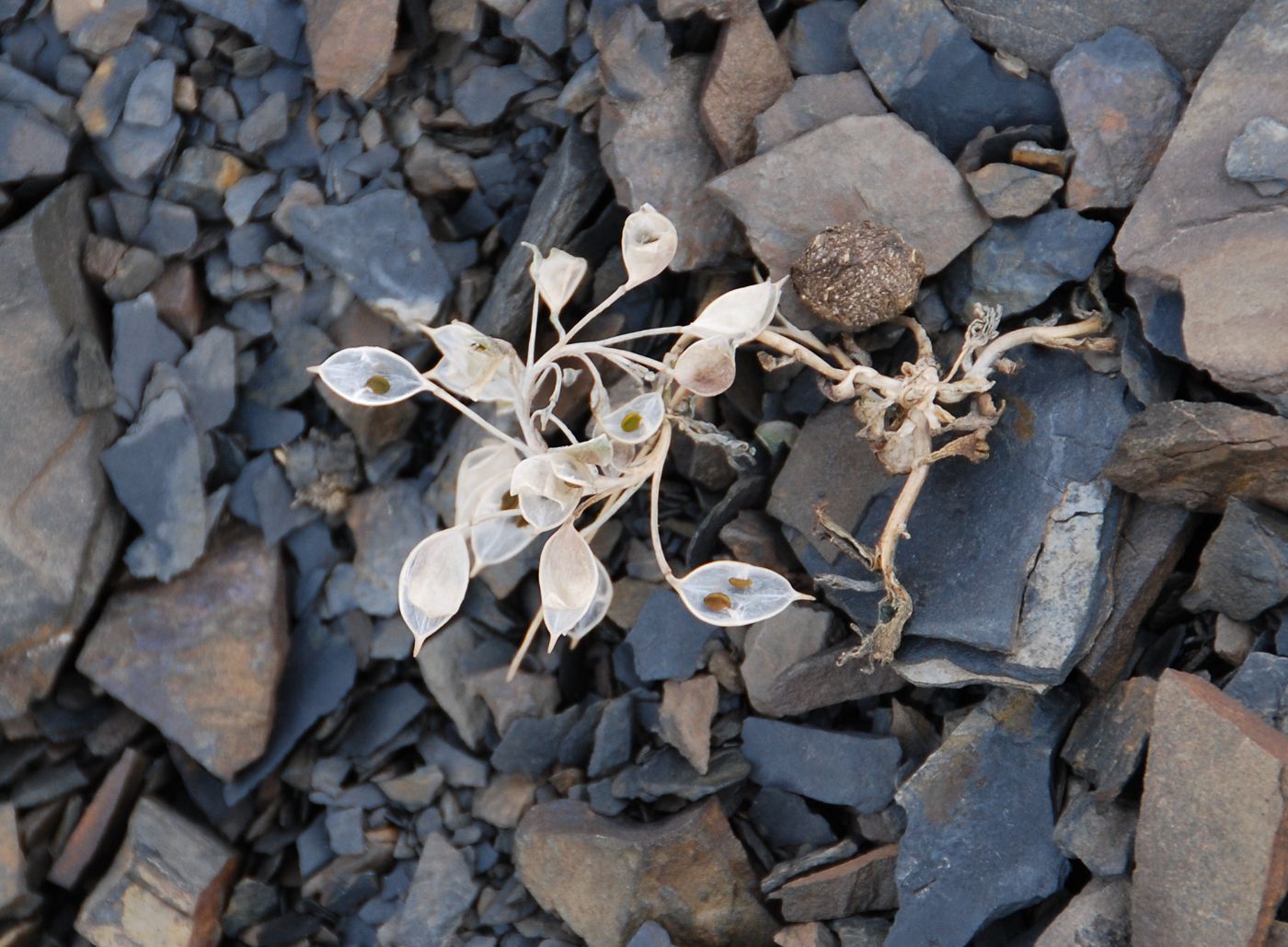 Image of Pseudovesicaria digitata specimen.