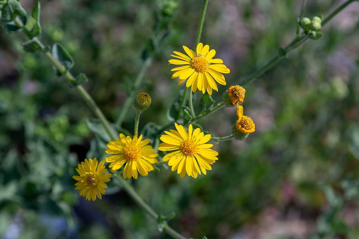 Изображение особи Heterotheca subaxillaris.