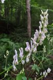 Aconitum orientale