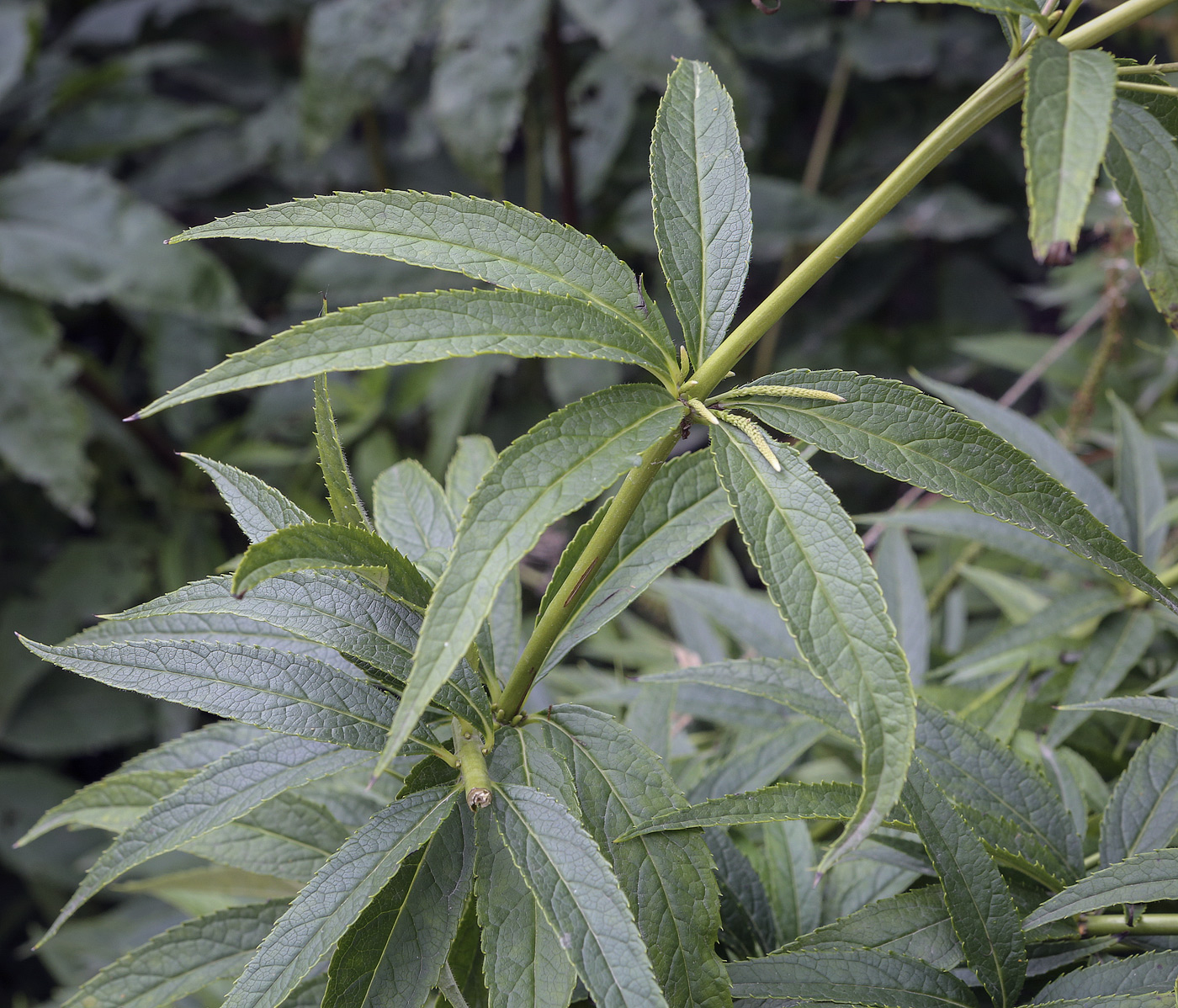 Изображение особи Veronicastrum virginicum.