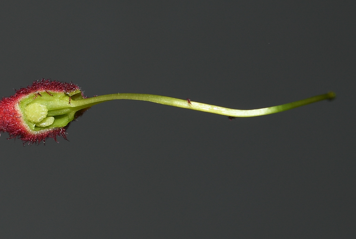 Image of genus Anigozanthos specimen.