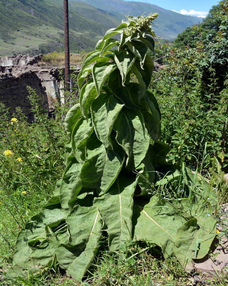 Image of genus Verbascum specimen.