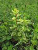 Teucrium chamaedrys