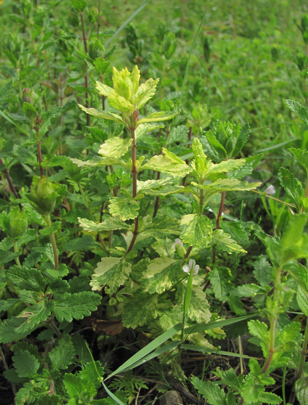 Изображение особи Teucrium chamaedrys.