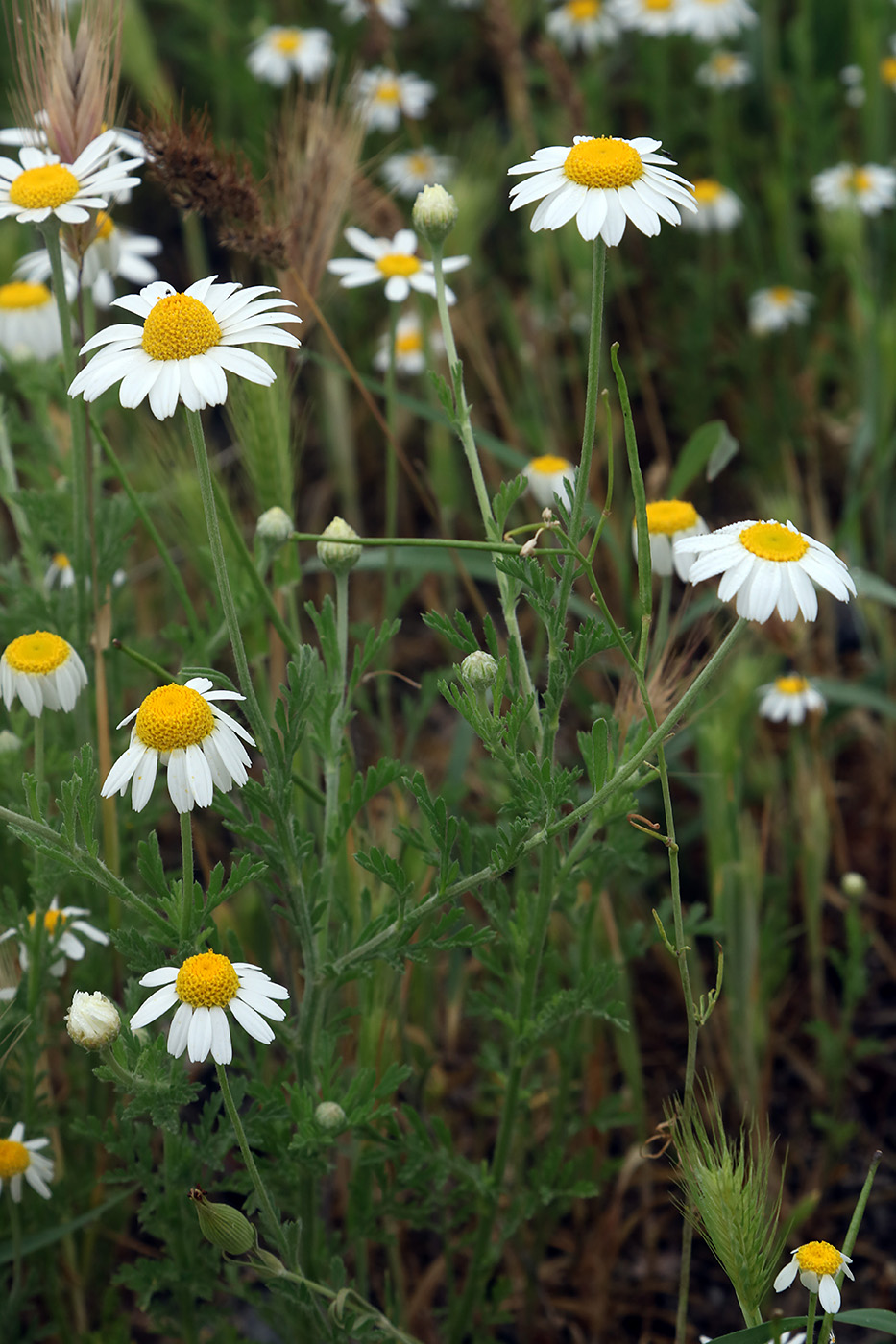 Image of Anthemis ruthenica specimen.