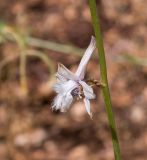 Delphinium ithaburense