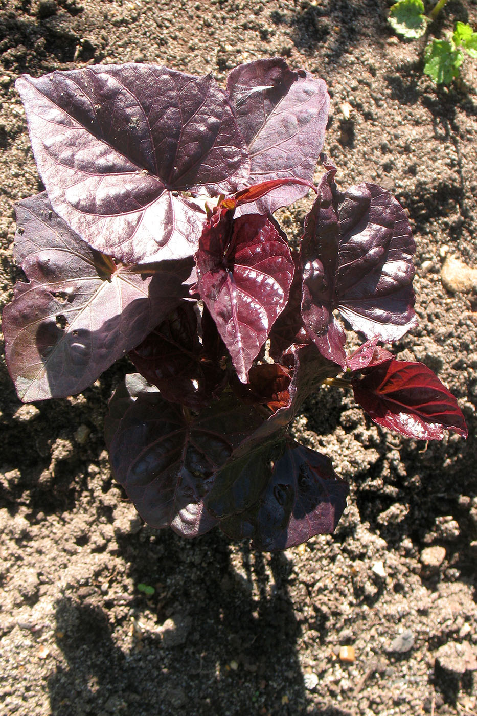 Image of Ipomoea batatas specimen.