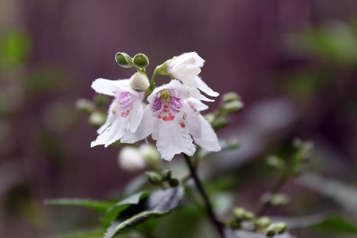 Изображение особи Prostanthera lasianthos.