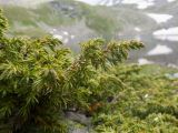 Juniperus hemisphaerica. Верхушка ветви. Карачаево-Черкесия, Урупский р-н, Кавказский биосферный заповедник, Имеретинские озёра, у оз. Тихое, ≈ 2600 м н.у.м., среди камней. 29.07.2022.