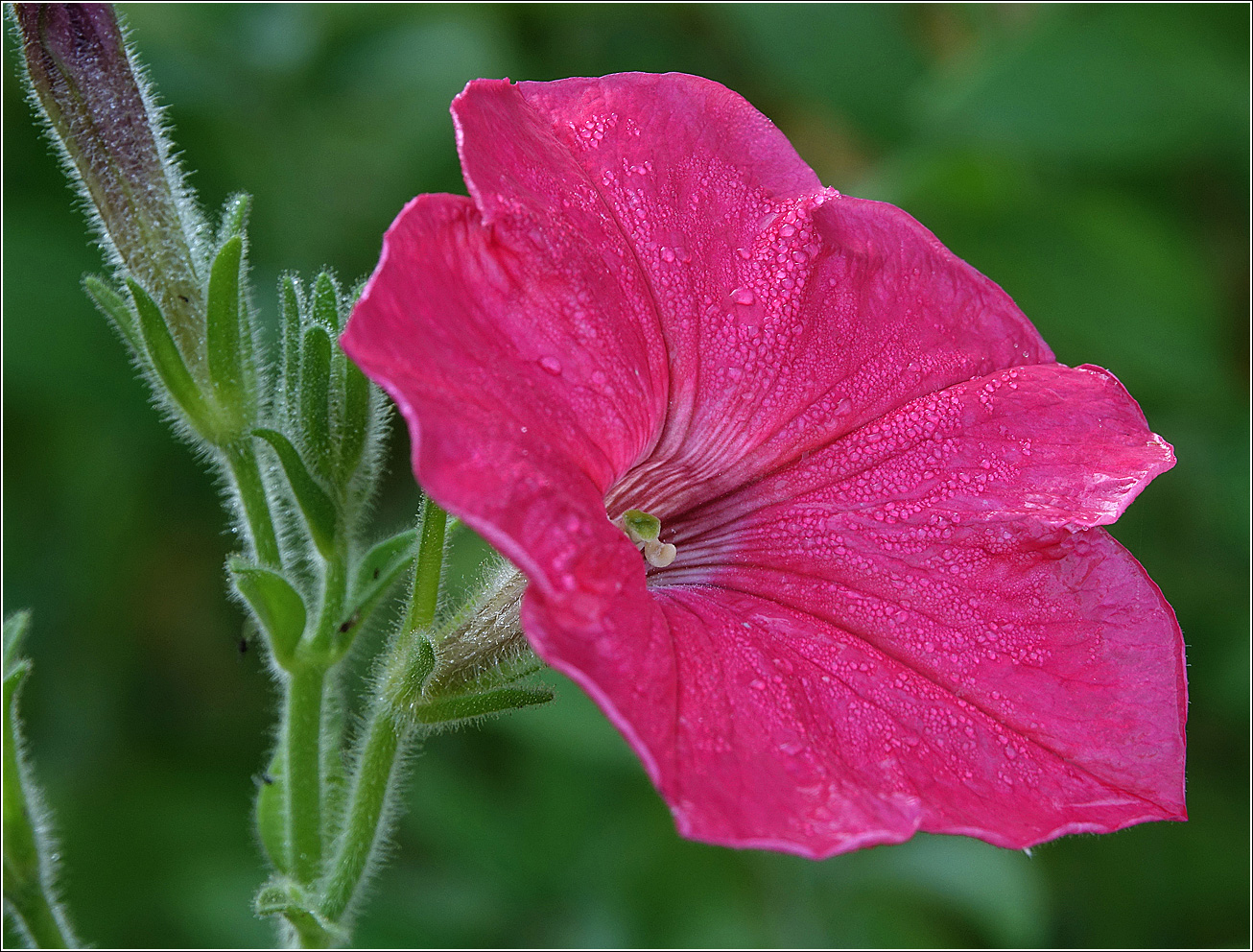 Изображение особи Petunia &times; hybrida.