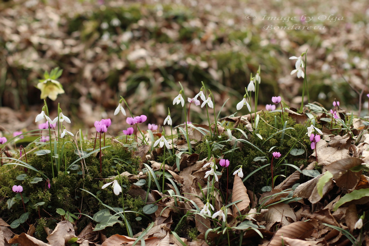 Image of Galanthus rizehensis specimen.