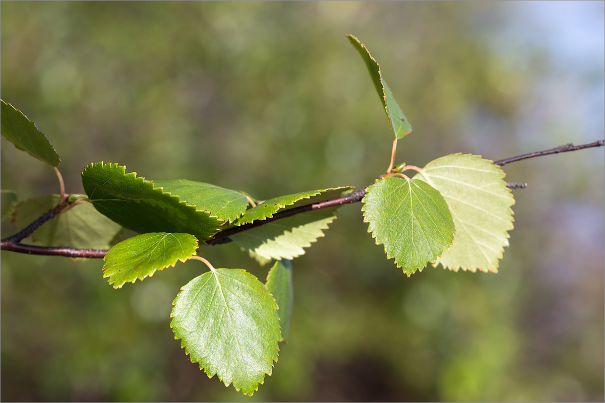 Изображение особи Betula subarctica.