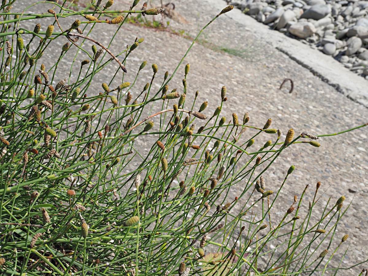 Изображение особи Equisetum ramosissimum.