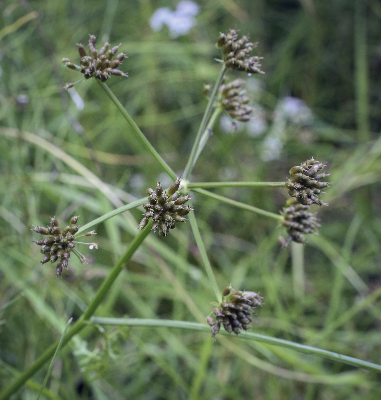 Image of Oenanthe aquatica specimen.