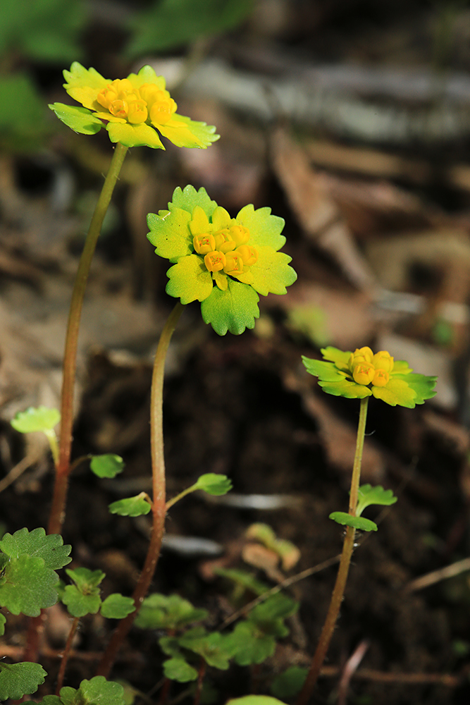 Изображение особи Chrysosplenium lectus-cochleae.