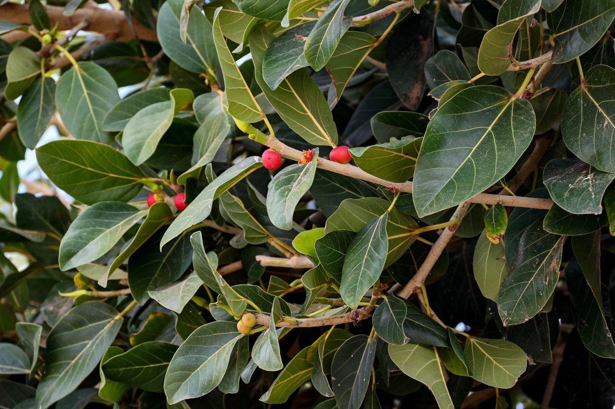 Изображение особи Ficus benghalensis.