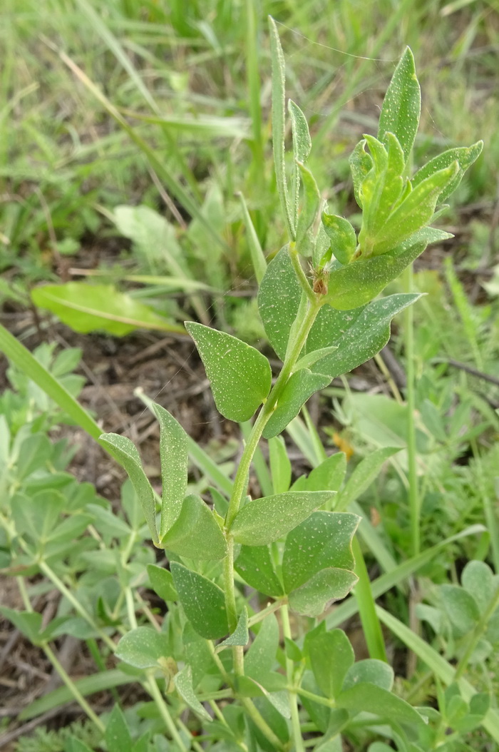 Изображение особи Lotus corniculatus.