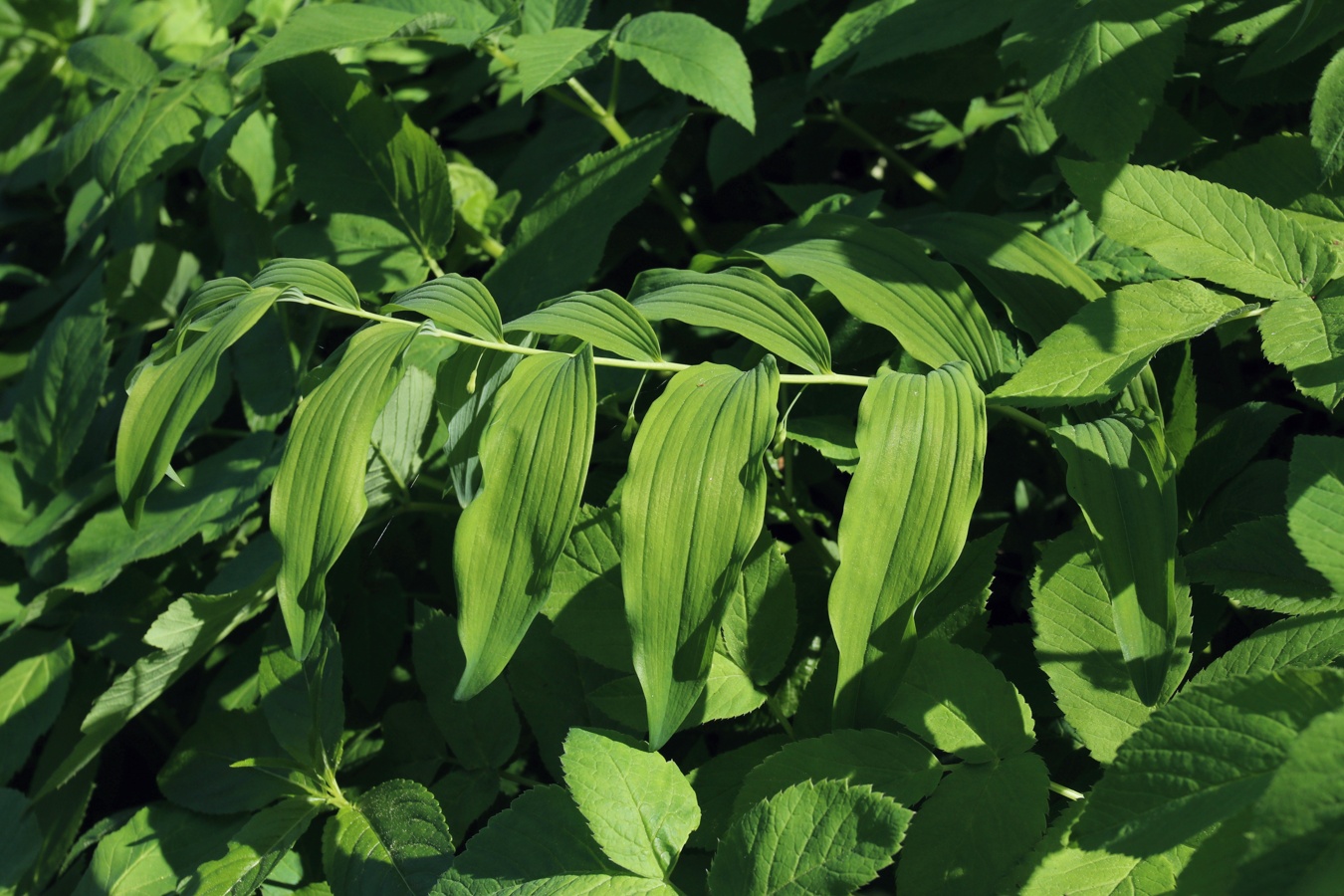 Image of Polygonatum multiflorum specimen.