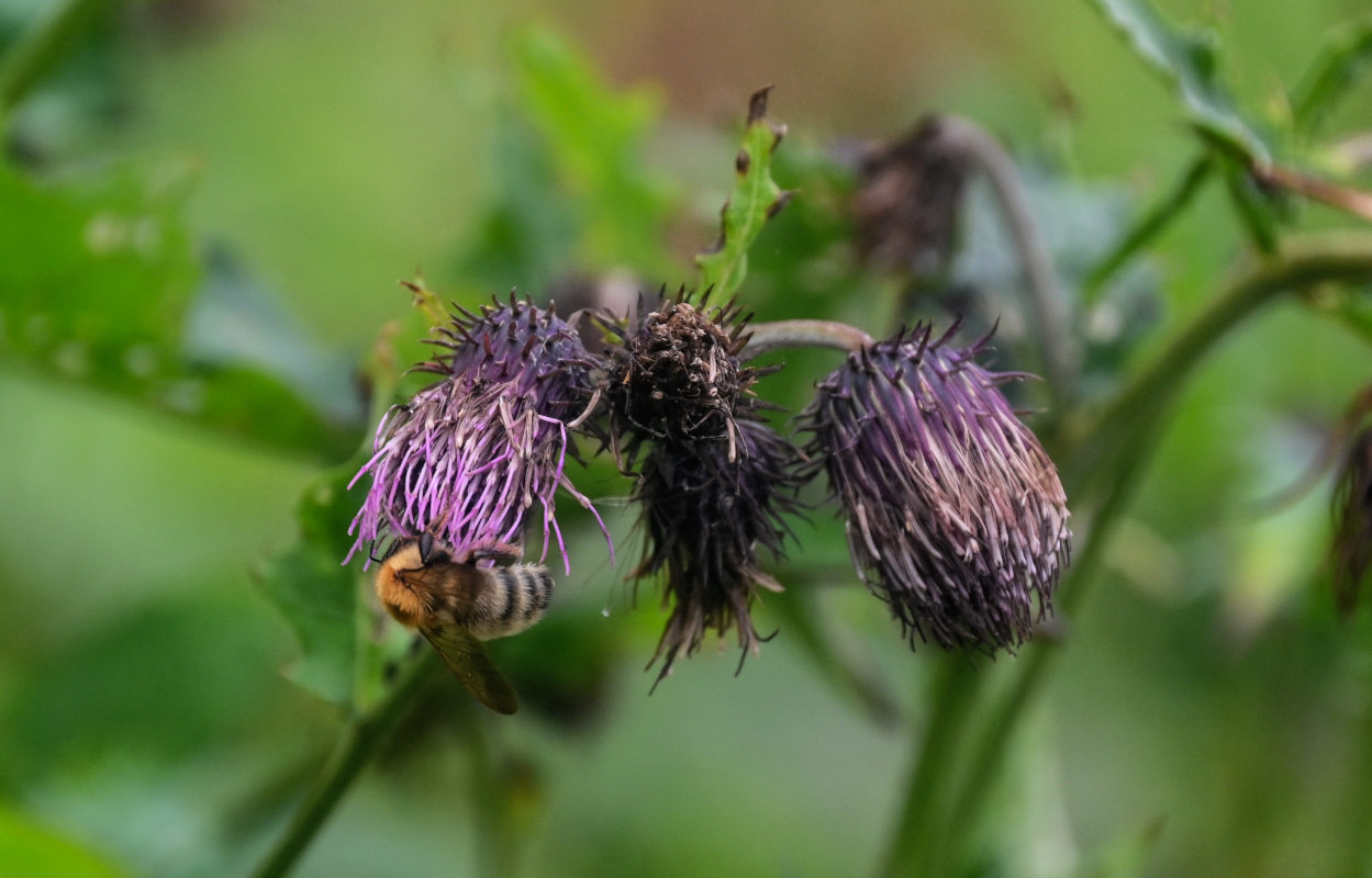 Изображение особи Cirsium kamtschaticum.