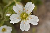 Cerastium undulatifolium. Цветок. Карачаево-Черкесия, Карачаевский р-н, Большой Кавказ, восточная вершина горы Чатбаши, ≈ 3730 м н.у.м., мелкая осыпь. 22.07.2023.