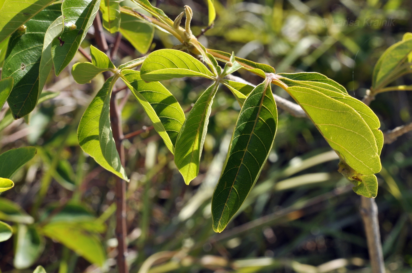 Изображение особи Vitex pinnata.