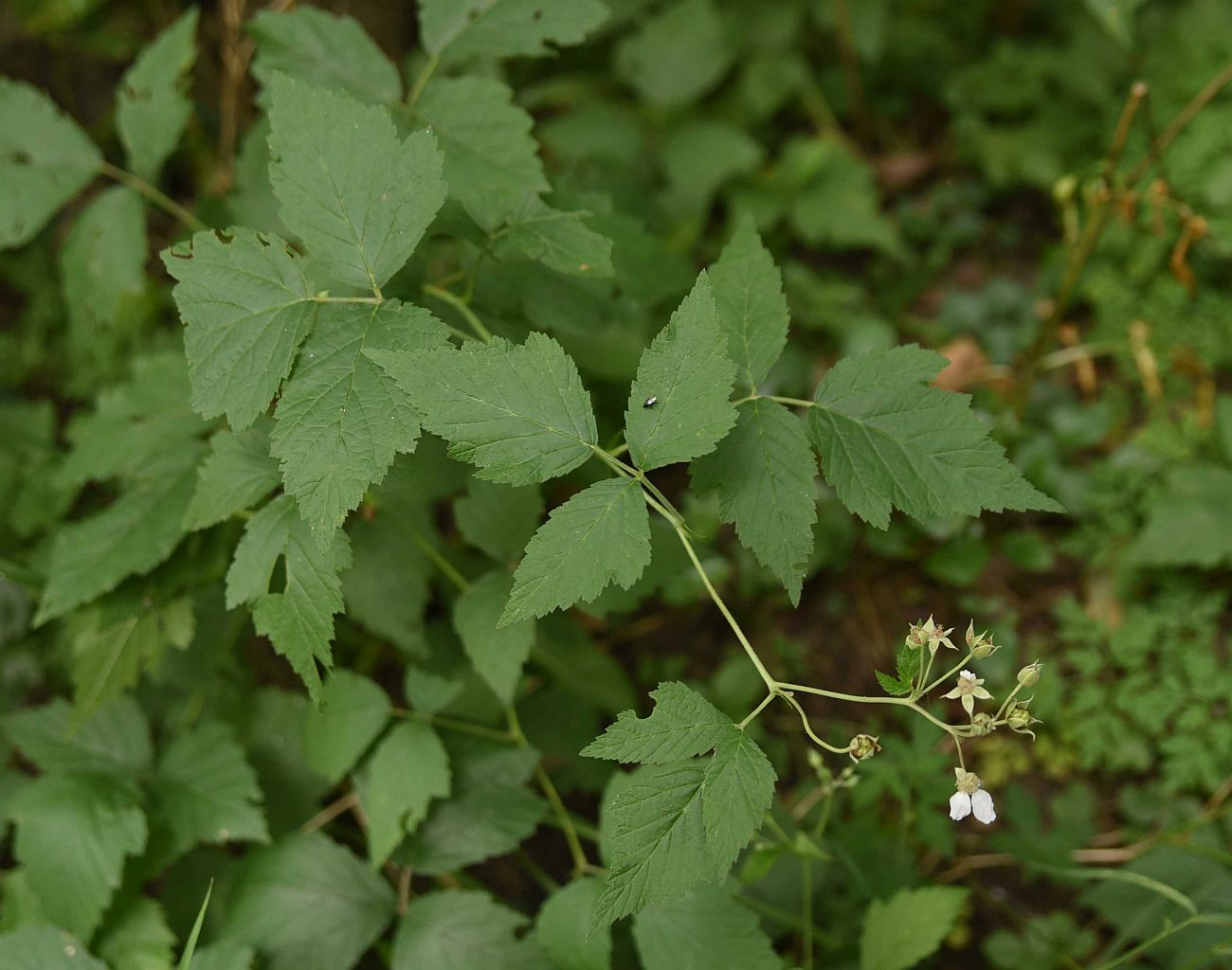 Image of Rubus caesius specimen.