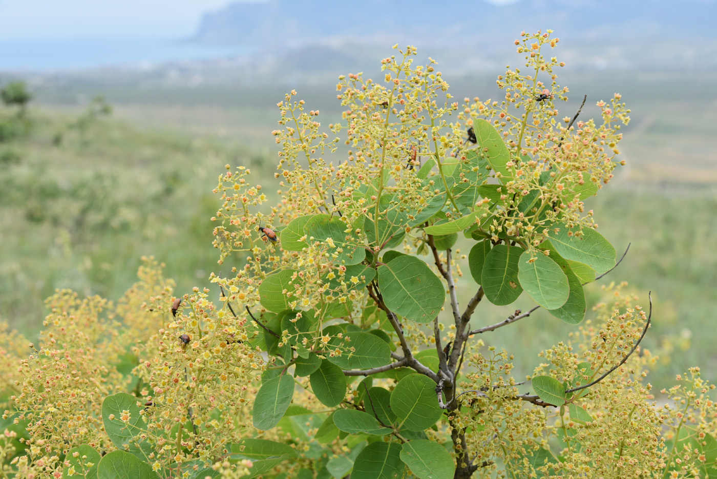 Image of Cotinus coggygria specimen.