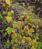 Смотреть изображение Rubus occidentalis