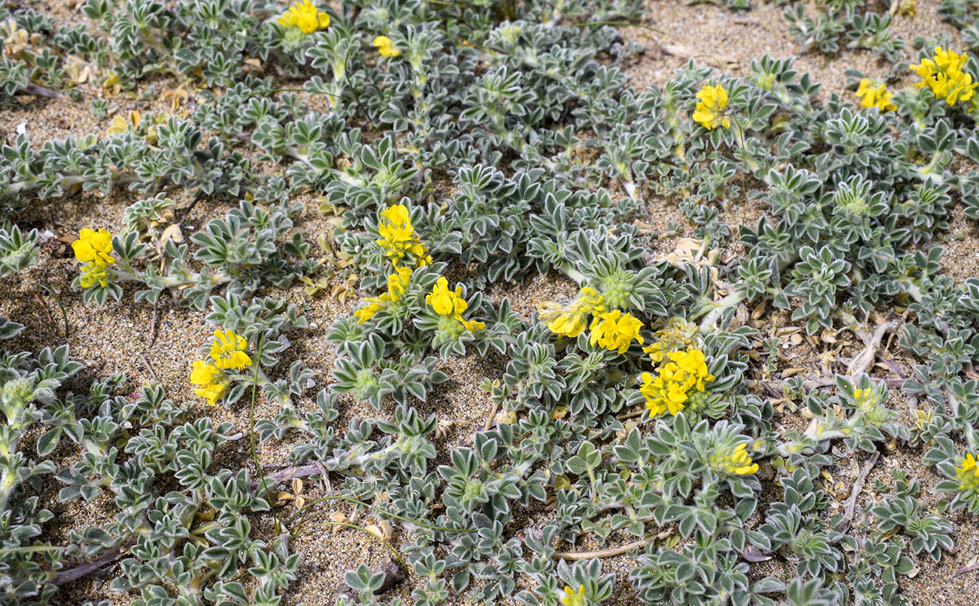 Image of Medicago marina specimen.