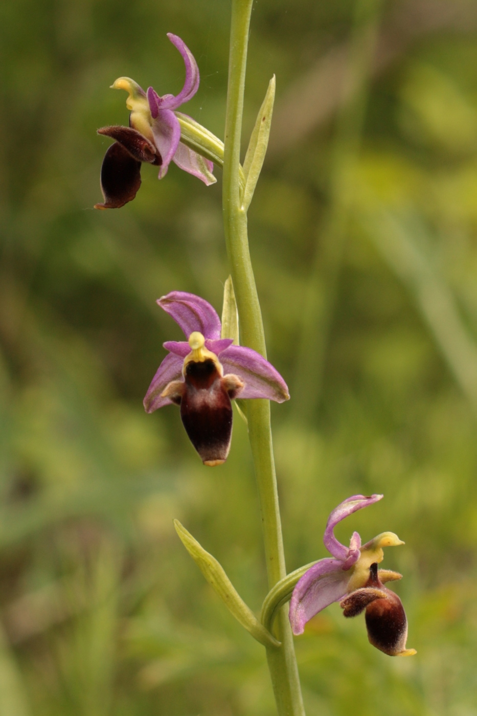 Image of Ophrys oestrifera specimen.