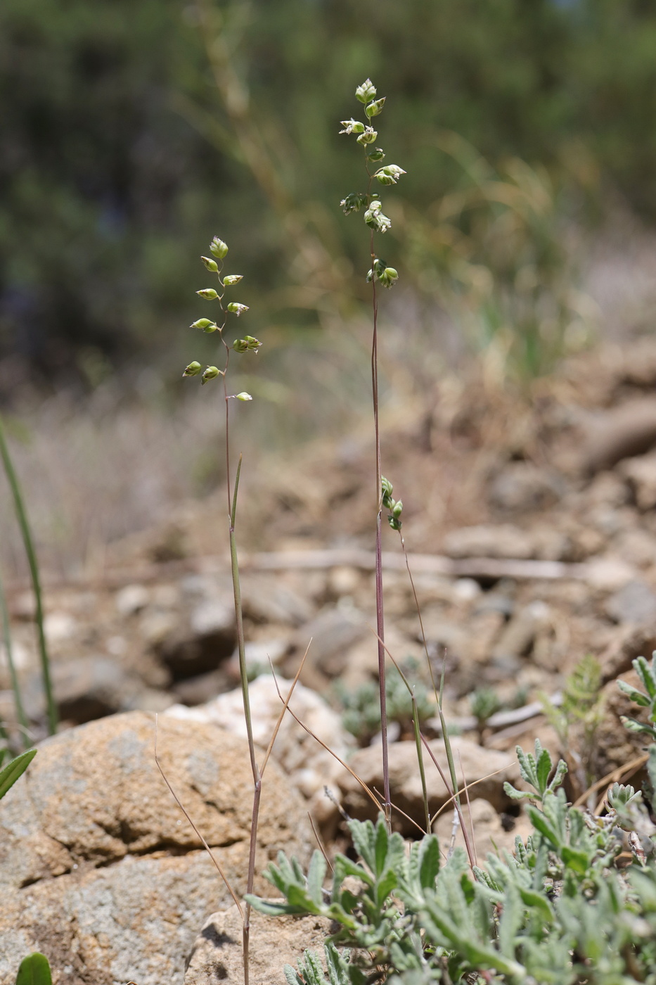 Image of Brizochloa humilis specimen.