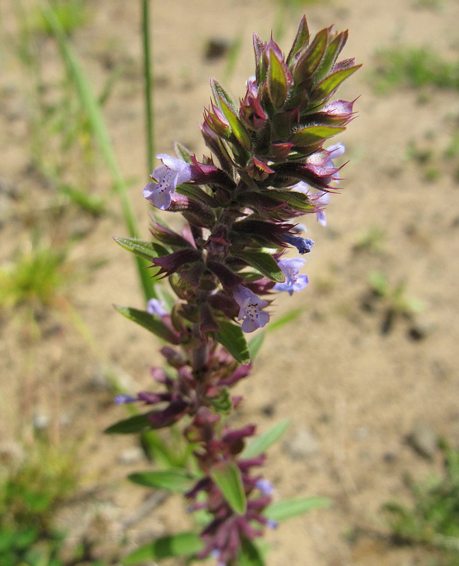 Image of Dracocephalum thymiflorum specimen.