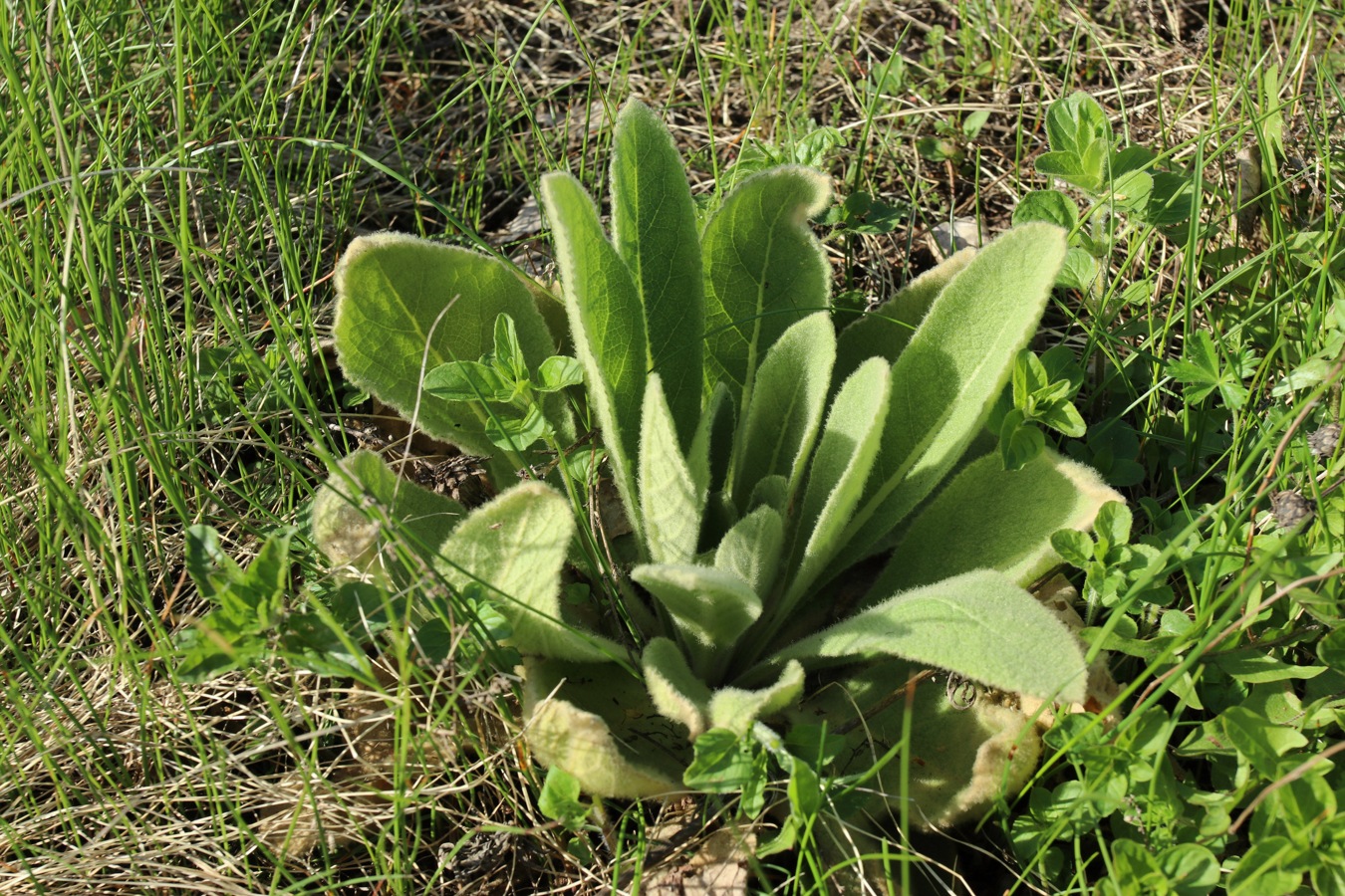 Изображение особи Verbascum thapsus.