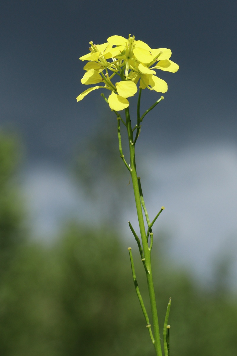 Image of Brassica juncea specimen.