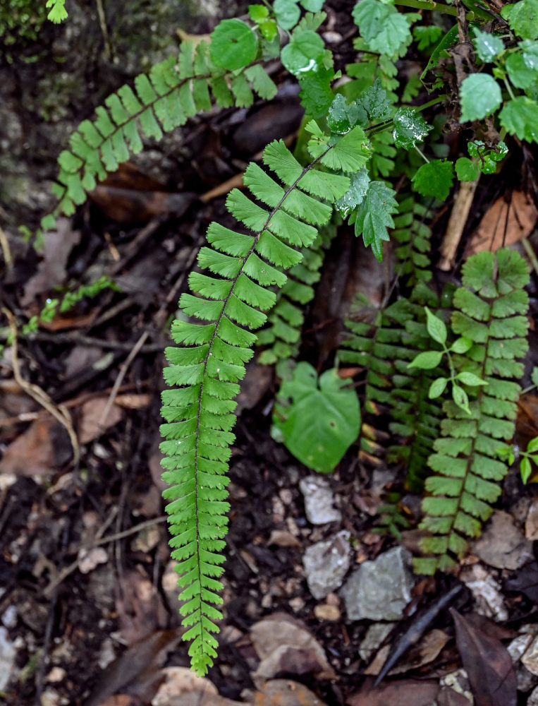 Image of Adiantum malesianum specimen.