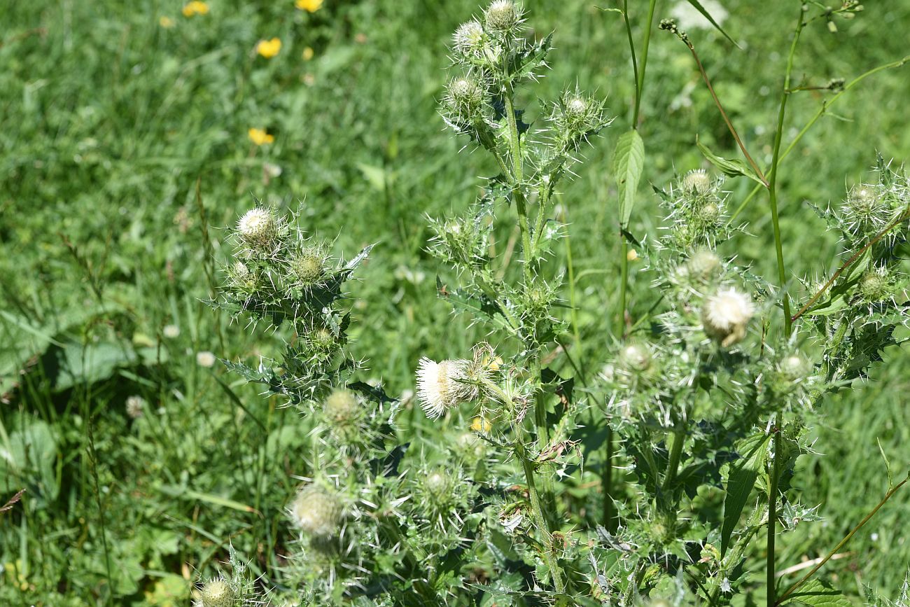 Изображение особи Cirsium echinus.