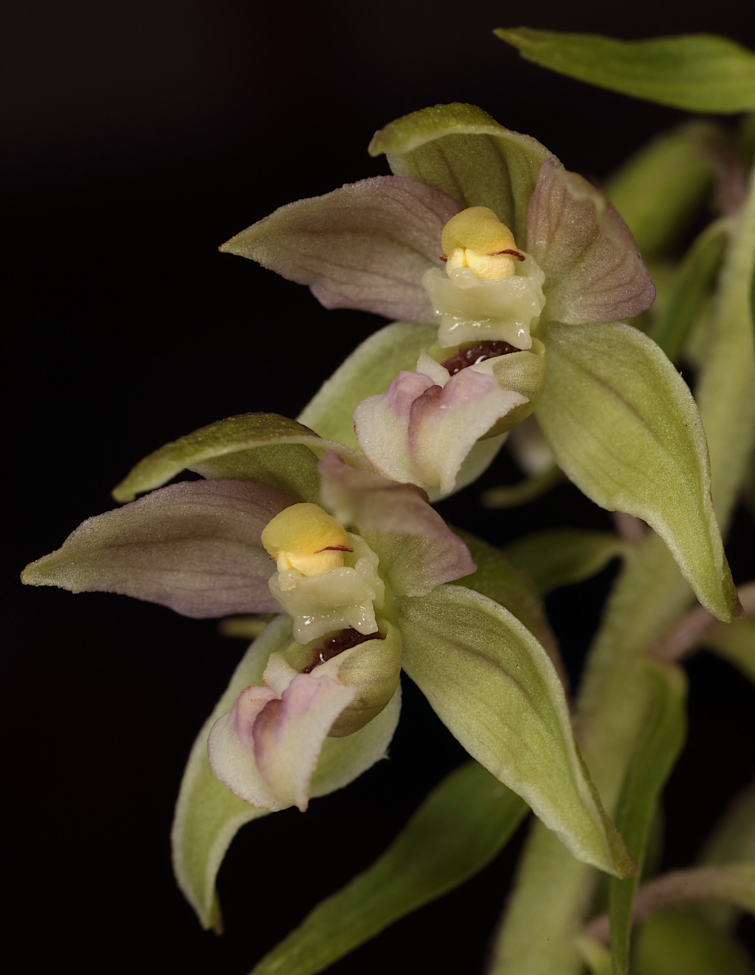 Изображение особи Epipactis helleborine.