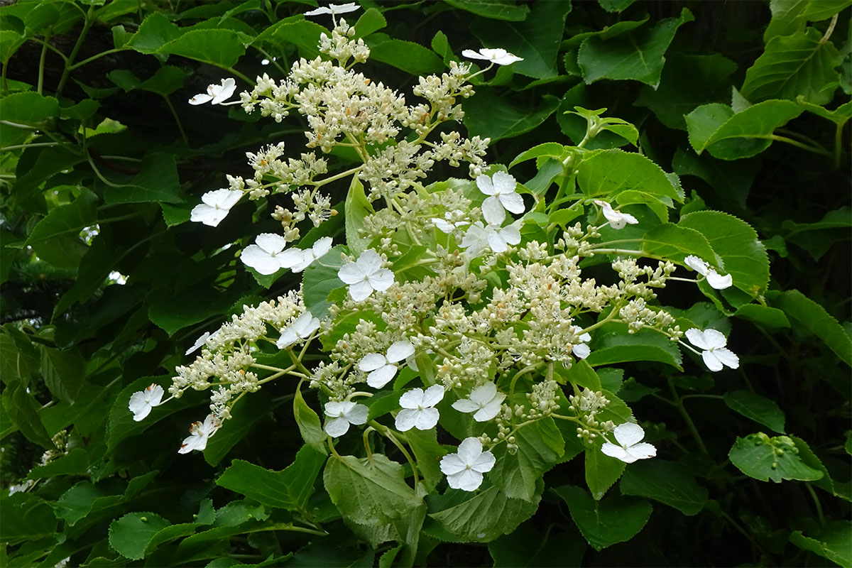 Image of Hydrangea petiolaris specimen.