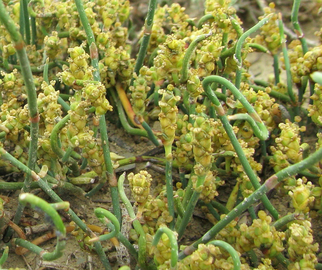 Image of Ephedra distachya specimen.