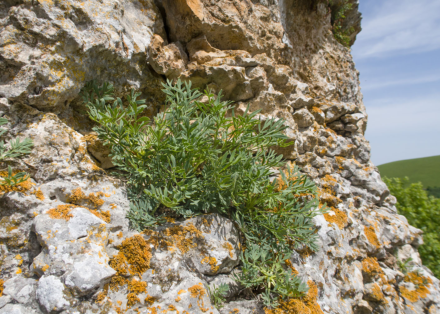 Image of Seseli petraeum specimen.